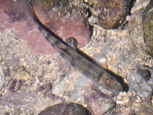Acrossocheilus fasciatus