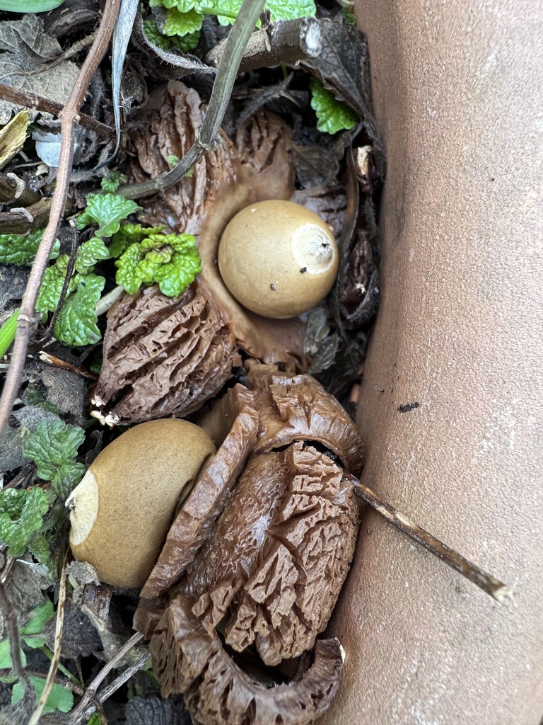 Geastrum michelianum · December 2025 · photo: © ulrike_schmidbauer (iNaturalist, cc-by-nc)