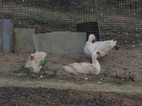 Domestic Muscovy Duck