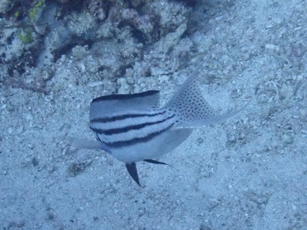 Blackstriped Angelfish