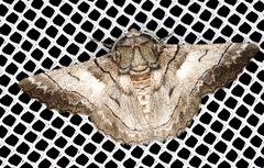 Hypobapta diffundens