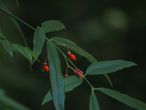 Euonymus euscaphis