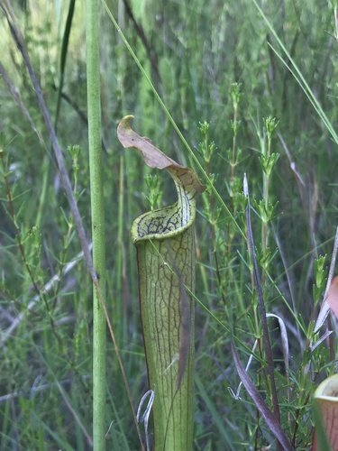 Image of Sarracenia alabamensis by (c) Brandon Corder, some rights reserved (CC BY)