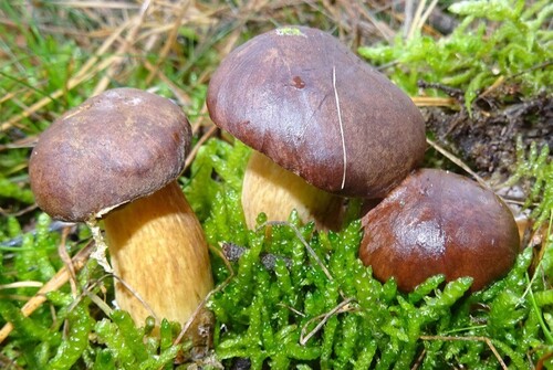 Bay Bolete
