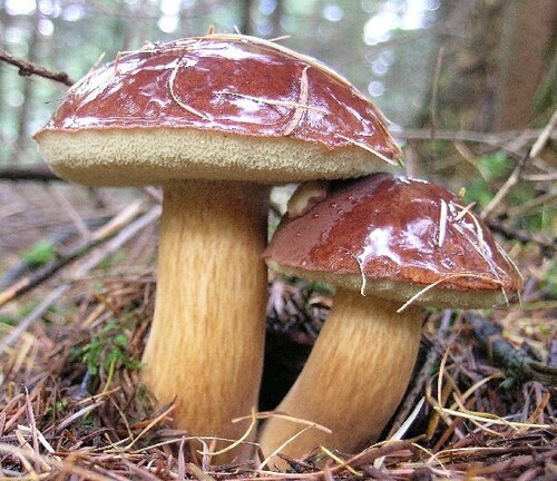 Bay Bolete
