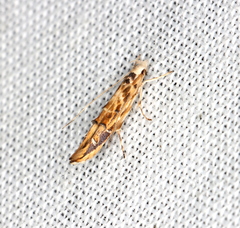 Trachydora chrysodoxa