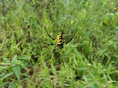 Trichonephila turneri