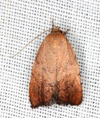 Tortricopsis semijunctella