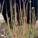 Drosera × californica arenaria - Photo (c) Brandon Corder, some rights reserved (CC BY-NC), uploaded by Brandon Corder