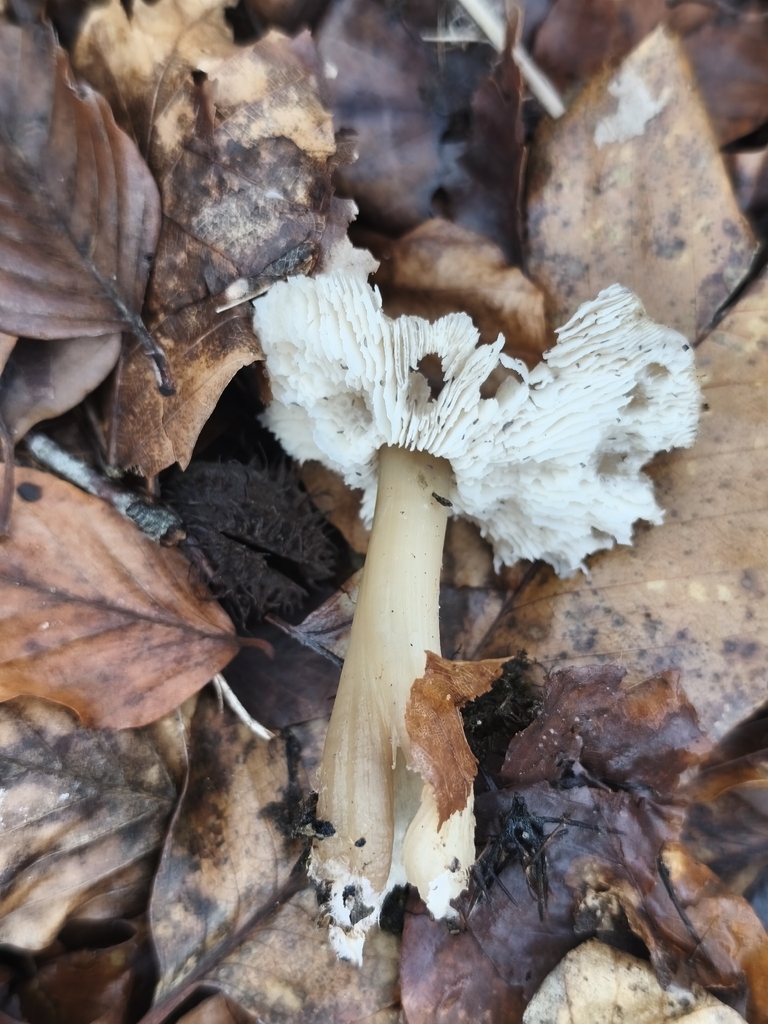 Rhodocollybia asema · December 2025 · photo: © mycototor (iNaturalist, cc-by)