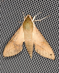 Theretra indistincta