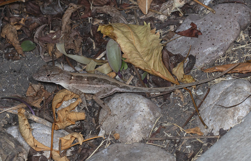 Southern Stout Anole