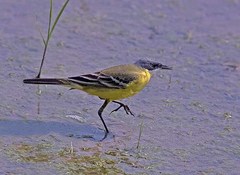 Motacilla flava cinereocapilla