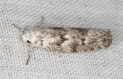 Lichenaula onychotypa