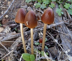 Agaricales