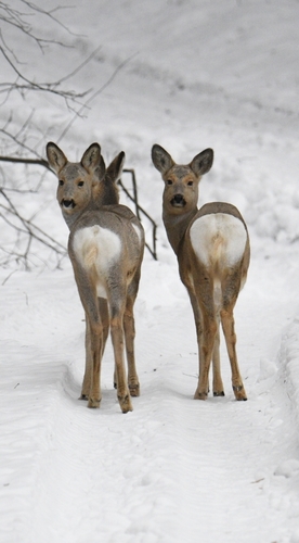 Eastern Roe Deer, Новосибирская обл., Россия, 633162, photo 6 of 10