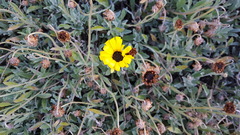 Sanvitalia procumbens