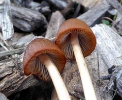 Agaricales