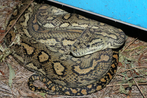 Coastal Carpet Python sighting