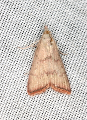 Callionyma sarcodes