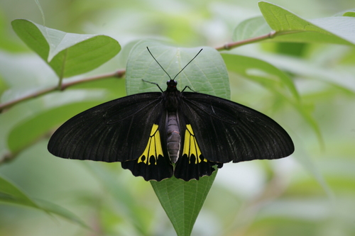 Criton Birdwing