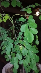 Magnoliopsida