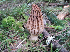 Morchella tridentina