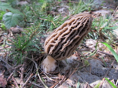 Morchella tridentina