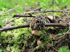 Morchella tridentina