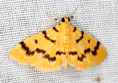 Dichocrocis clytusalis