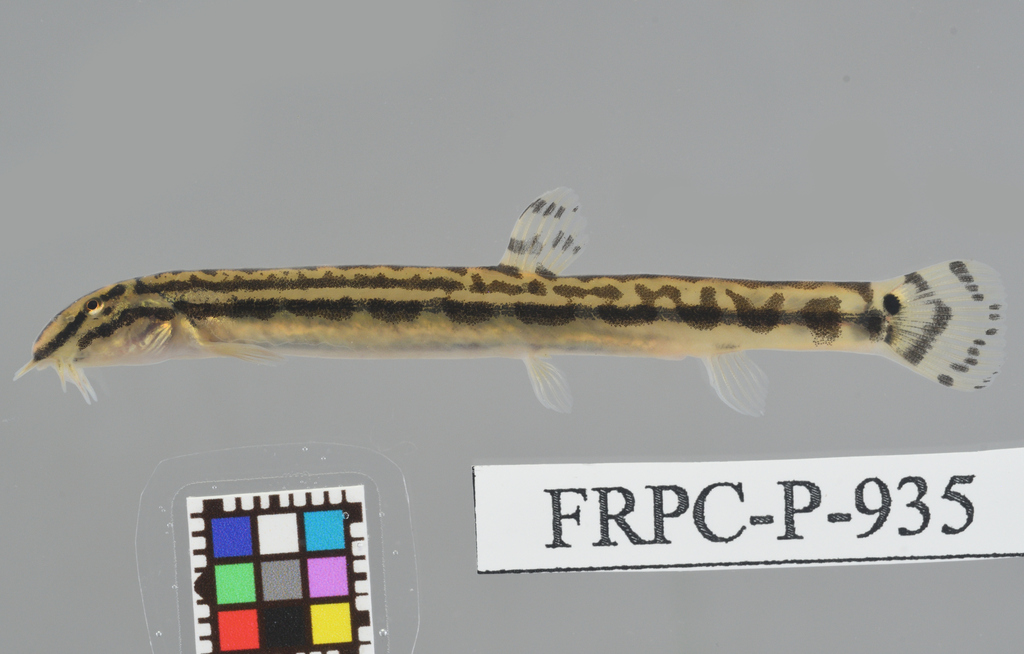 Japanese Spined Loach