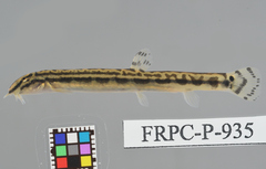 Japanese Spined Loach photo 1