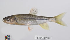 Japanese Dark Chub photo 2