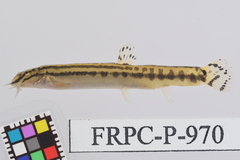 Japanese Spined Loach photo 2