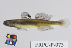 Sevenspine Goby photo 2