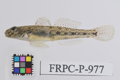 Light-Beige Goby photo 1