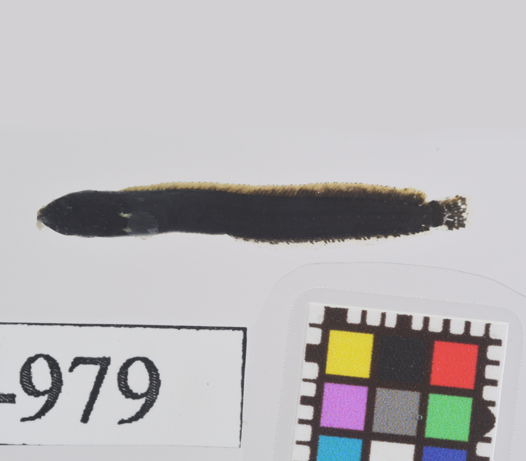 Ribbed gunnel (Dictyosoma burgeri) — Stichaeidae