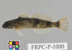 Japanese Fluvial Sculpin photo 1