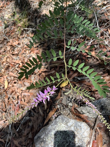 Indigofera pratensis, 2025-12-02