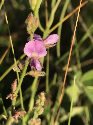 Image of Galactia mollis by (c) Brandon Corder, some rights reserved (CC BY)