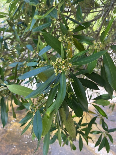 Tristaniopsis exiliflora observed 2025-12-02