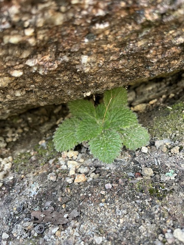 Boea hygroscopica, photograph 6