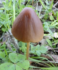 Agaricales