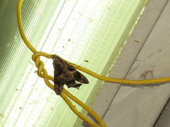 Macroglossum passalus