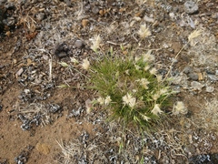 Rytidosperma carphoides