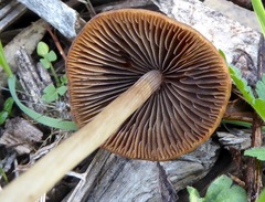 Agaricales