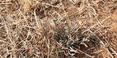 Enteropogon