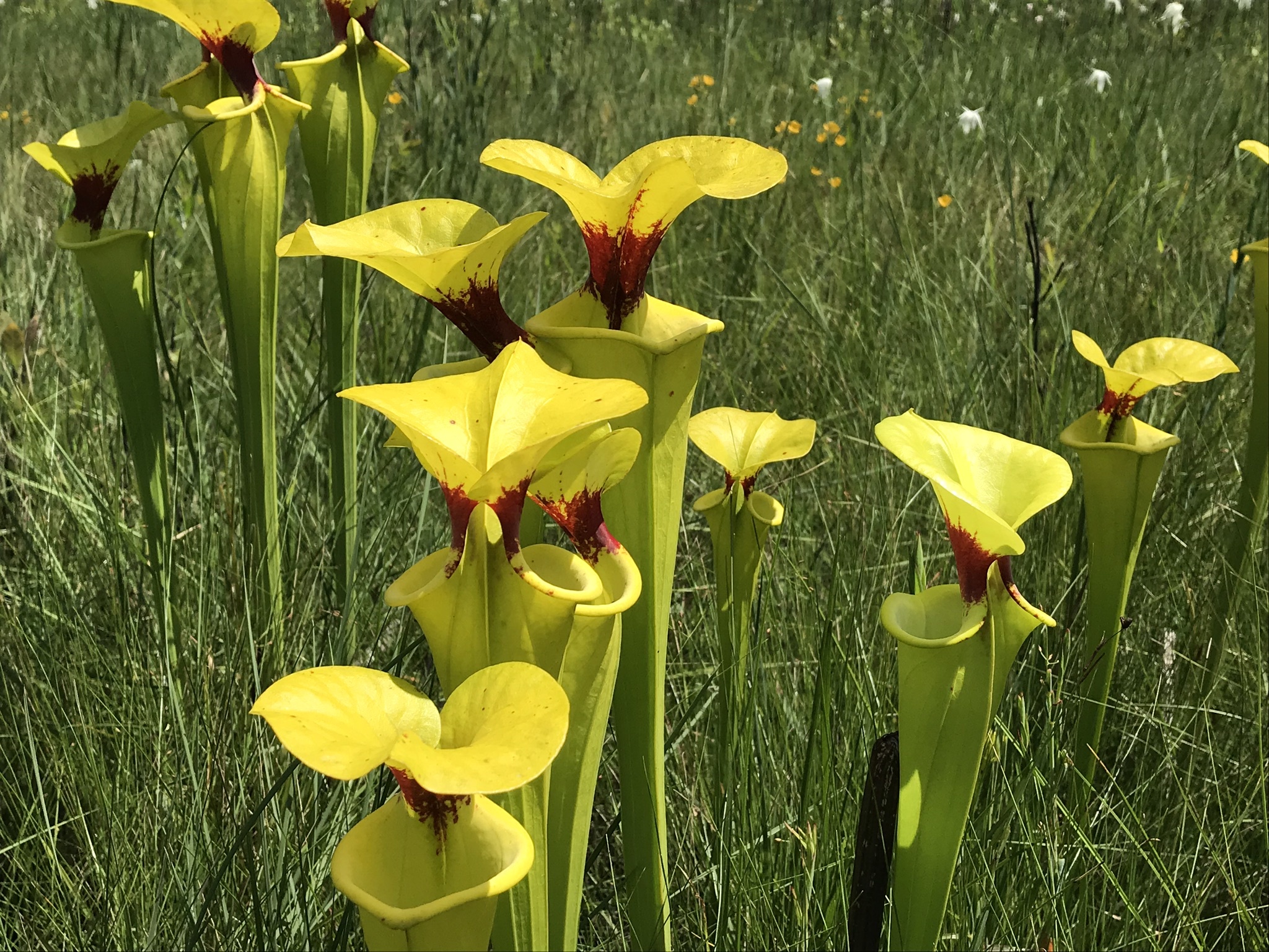 Sarracenia flava var. rugelii