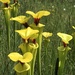 Sarracenia flava rugelii - Photo (c) Brandon Corder, some rights reserved (CC BY-NC), uploaded by Brandon Corder