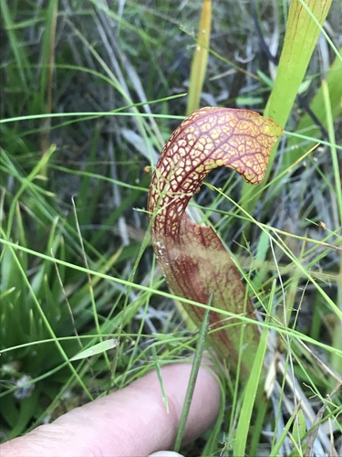 Sarracenia × wrigleyana, photograph 2